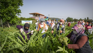  Çiftçiler Günü’nde Başkan Soyer sırtında küfeyle enginar hasadına katıldı