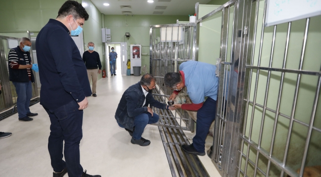Saçma ile yaralanan köpek örnek dayanışma ile Buca'da hayata döndü 