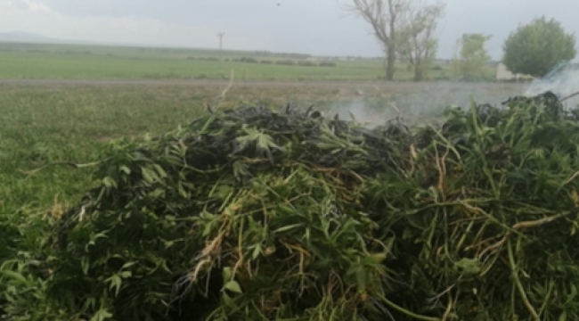 Arpaçay’a bağlı 2 farklı köyde toplam 3 bin 11 kök kenevir bitkisi yakaladı