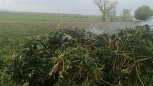 Arpaçay’a bağlı 2 farklı köyde toplam 3 bin 11 kök kenevir bitkisi yakaladı