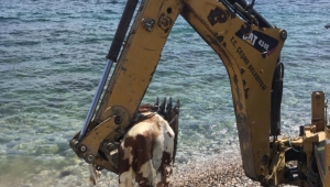 Çeşme'de sahile vuran  ölü inek vatandaşları şaşırttı