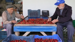 Dallarda Kiraz, Bayındır’da Bereket
