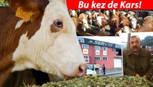Dana şebekesi durmuyor! Kars'ta ortaya çıktılar