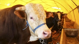 Kurban vekalet ücretleri belli oldu! 2020 yılı kurban vekalet ücreti