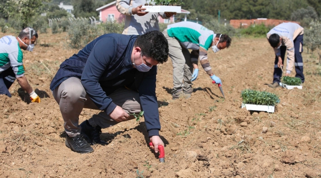 Buca Belediyesi'nin gurur mahsulü