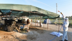 Çiğli’de Hayvan Pazarları Dezenfekte Edildi