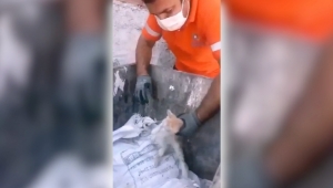 Gaziemir Belediyesi çalışanları yavru kedinin hayatını kurtardı