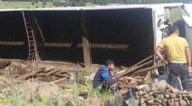 KURBANLIK TAŞIYAN TIR DEVRİLDİ: 32 HAYVAN TELEF OLDU