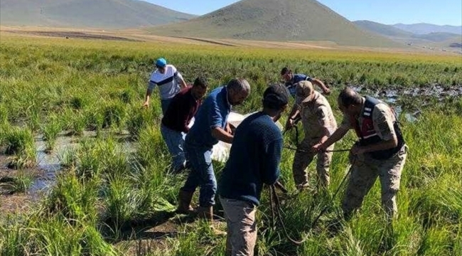Ardahan'da bataklığa saplanan 10 büyükbaş hayvan jandarma ekiplerince kurtardı