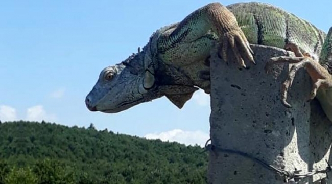 İstanbul'da dev iguana görüntülendi, bakanlık yetkilileri hemen harekete geçti