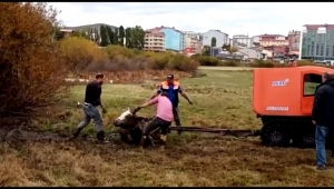 Ardahan'da Bataklığa saplanan inek böyle kurtarıldı