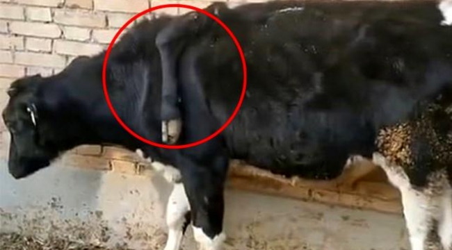 5 bacaklı inek görenleri şaşırttı