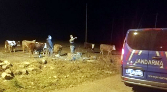 Ardahan'da çalınan 7 büyükbaş hayvanı jandarma buldu