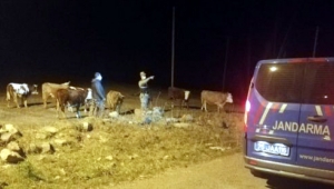Ardahan'da çalınan 7 büyükbaş hayvanı jandarma buldu
