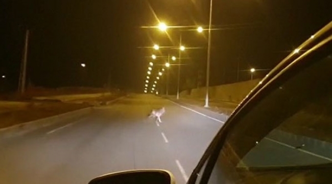 Ardahan'da kurt şehir merkezine indi