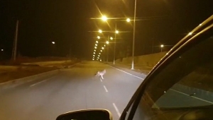 Ardahan'da kurt şehir merkezine indi