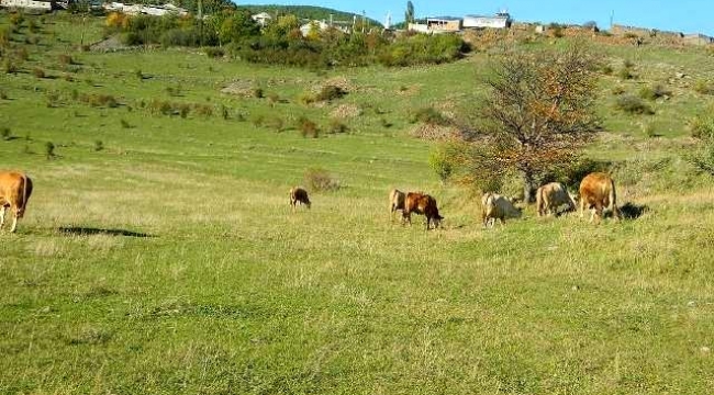 Ardahan'da Şap hastalığı, hayvanları ve sahiplerini olumsuz etkiledi