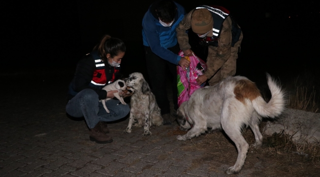 Ardahan Jandarmadan ve Doğa Korumadan Sokak Hayvanlarına Gece Beslemesi
