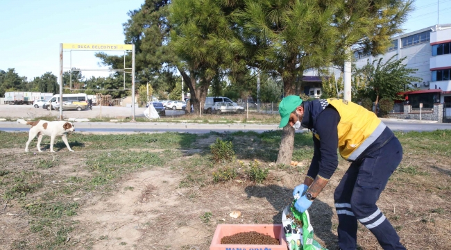 Buca Belediyesi’nden can dostlara pandemide mama önlemi 