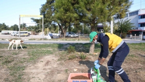 Buca Belediyesi’nden can dostlara pandemide mama önlemi 