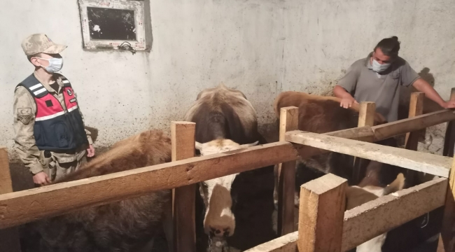 Ardahan'da çalınan 5 büyükbaş hayvan Komşu köyde ahırda bulundu