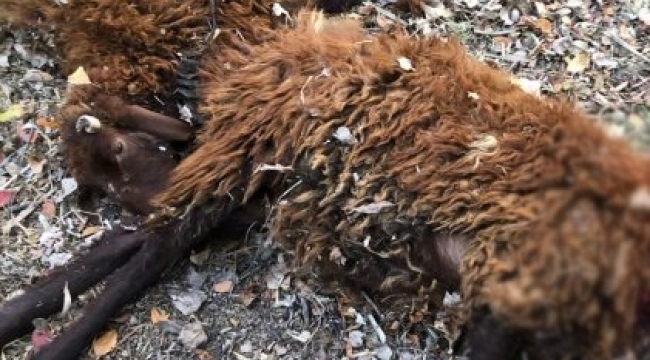 Kars'ta başıboş köpekler 14 kuzuyu telef etti