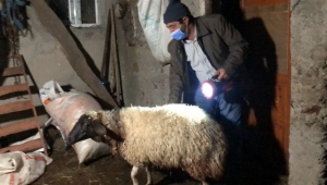 Kurtlar sürüye saldırdı sonucu 35 koyun telef oldu