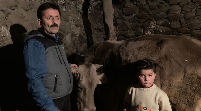 Ardahan 'da 35 gebe ineğinin sebepsizce, aniden ölümü kaygıya neden oldu