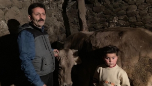 Ardahan 'da 35 gebe ineğinin sebepsizce, aniden ölümü kaygıya neden oldu
