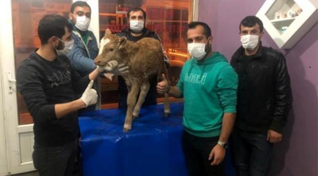 Ardahan'da doğan minik buzağının çift cinsiyetli olduğu ortaya çıktı