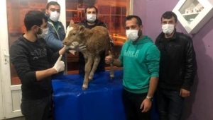 Ardahan'da doğan minik buzağının çift cinsiyetli olduğu ortaya çıktı