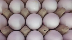 Bir koli yumurta 1 kilo kıymayı yakaladı