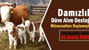 Damızlık düve alım desteği için müracaatlar başladı