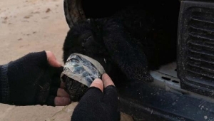 Arabanın far bölümlerine ve yakıt deposuna gizlenmiş 4 kuzu ele geçirildi
