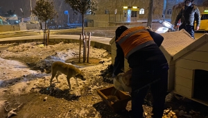 Kar altında kalan can dostlarını Buca Belediyesi unutmadı 