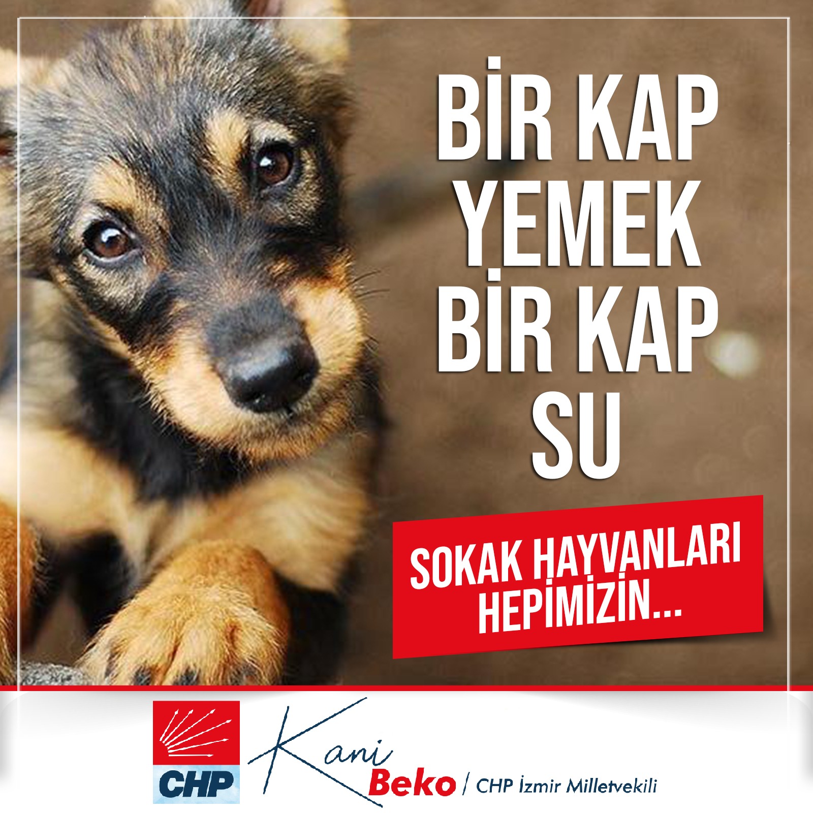 CHP’li Beko: Hayvan Hakları Yasası neden hala yasalaşmıyor?