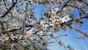 Çeşme'de badem ağaçlarının çiçeği soldu