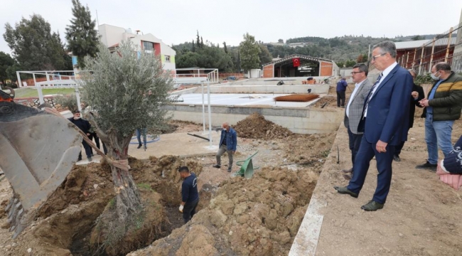 Gaziemir’de zeytin ağaçlarına ikinci yaşam
