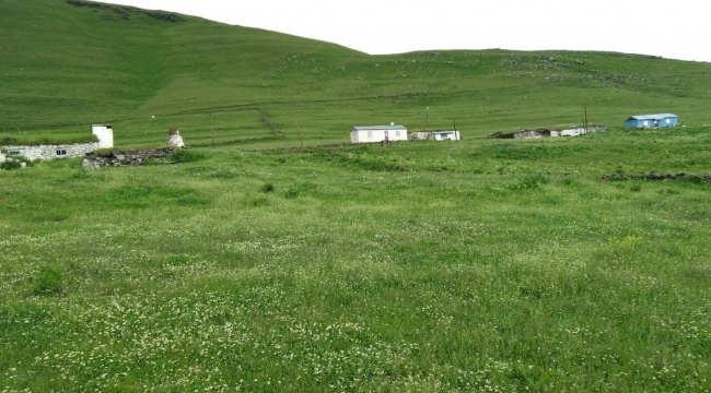Ardahan'da çalınıp araziye bıraktığı 28 hayvan jandarma ekiplerince bulundu