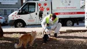 Bayraklı Belediyesi Veterinerleri, Her gün Can Dostları Besliyor