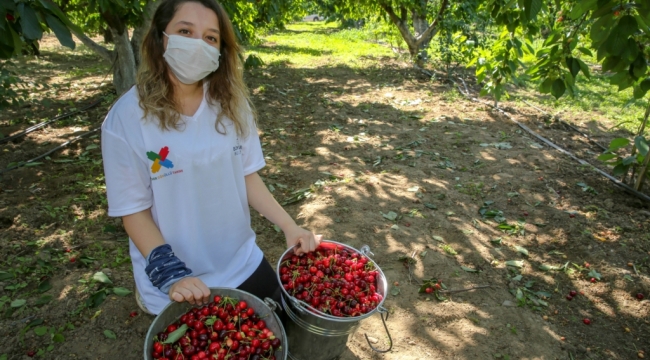 İzmir’de kiraz hasadı için Biz Varız dayanışması başladı