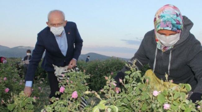 Kılıçdaroğlu işçilerle gül topladı