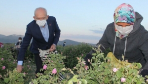 Kılıçdaroğlu işçilerle gül topladı