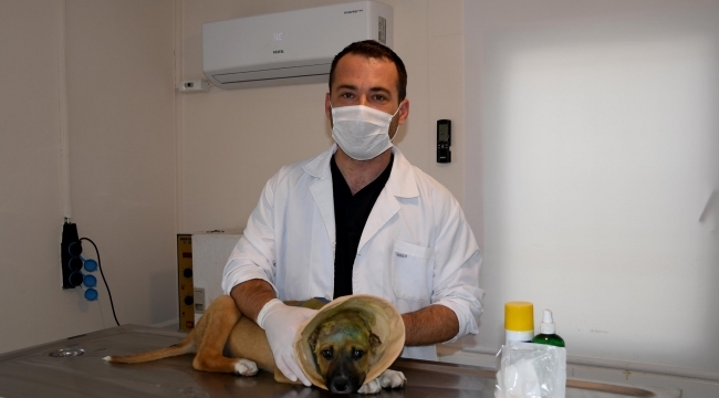 Kuşadası Belediyesi'nden Kulakları Kesilen Yavru Köpeğe Şefkat Eli