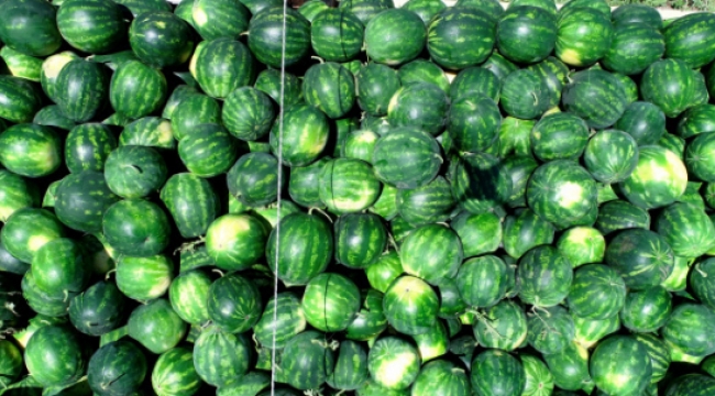 Tescilli Adana karpuzunda hasat coşkusu