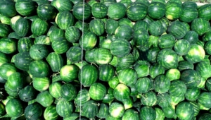 Tescilli Adana karpuzunda hasat coşkusu