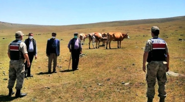 Ardahan'da Kaybolan 9 büyükbaş hayvanları jandarma buldu