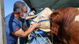 Bornova'da Kurban satış yerleri hazır