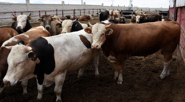  Kurbanlık fiyatları Büyükbaş İçin10 bin liradan başlıyor