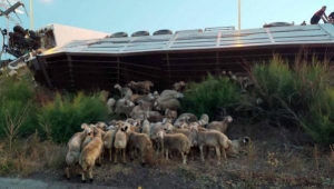  Kurbanlık taşınan Kargo kamyonu TIR'a çarptı: 1 ölü, 2 yaralı ve onlarca koyun öldü